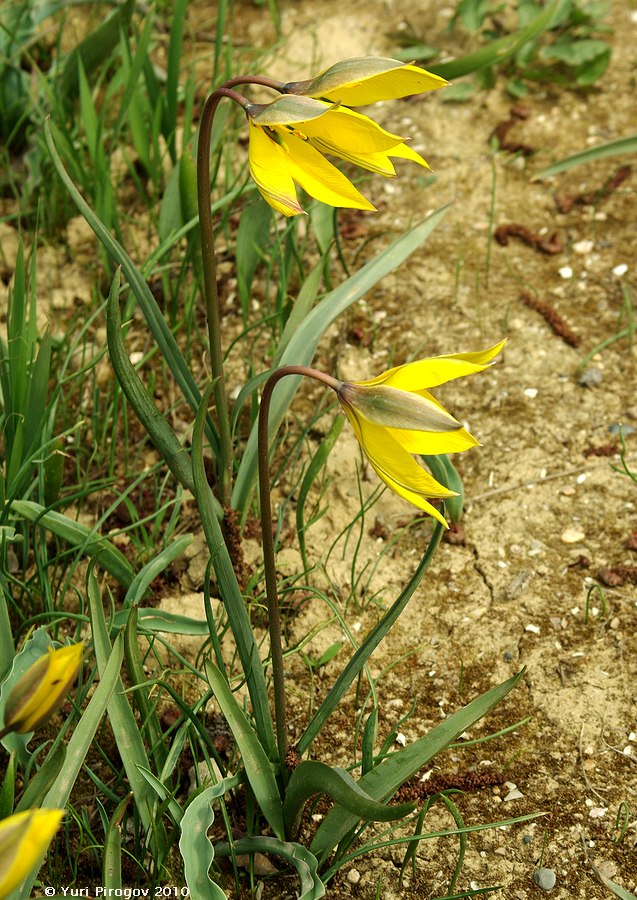 Изображение особи Tulipa scythica.