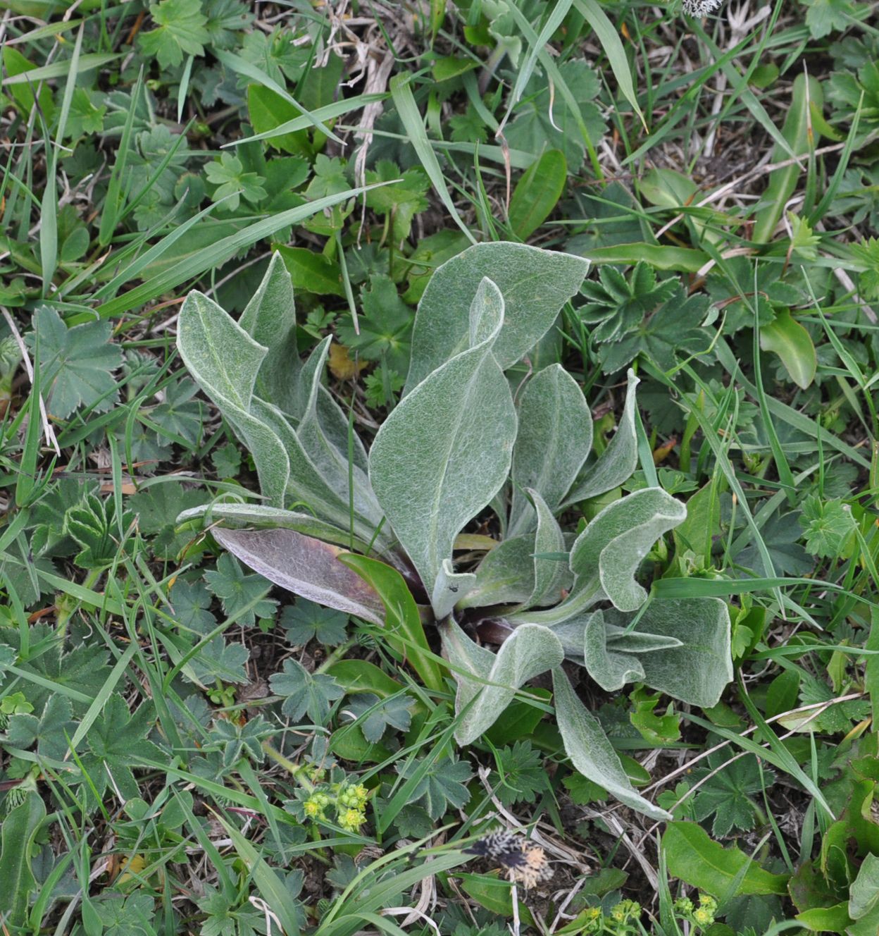 Image of class Magnoliopsida specimen.