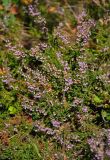 Calluna vulgaris. Верхушки побегов с соцветиями. Московская обл., Орехово-Зуевский р-н, окр. дер. Красная Дубрава, долина р. Клязьма, опушка сосняка. 26.08.2018.