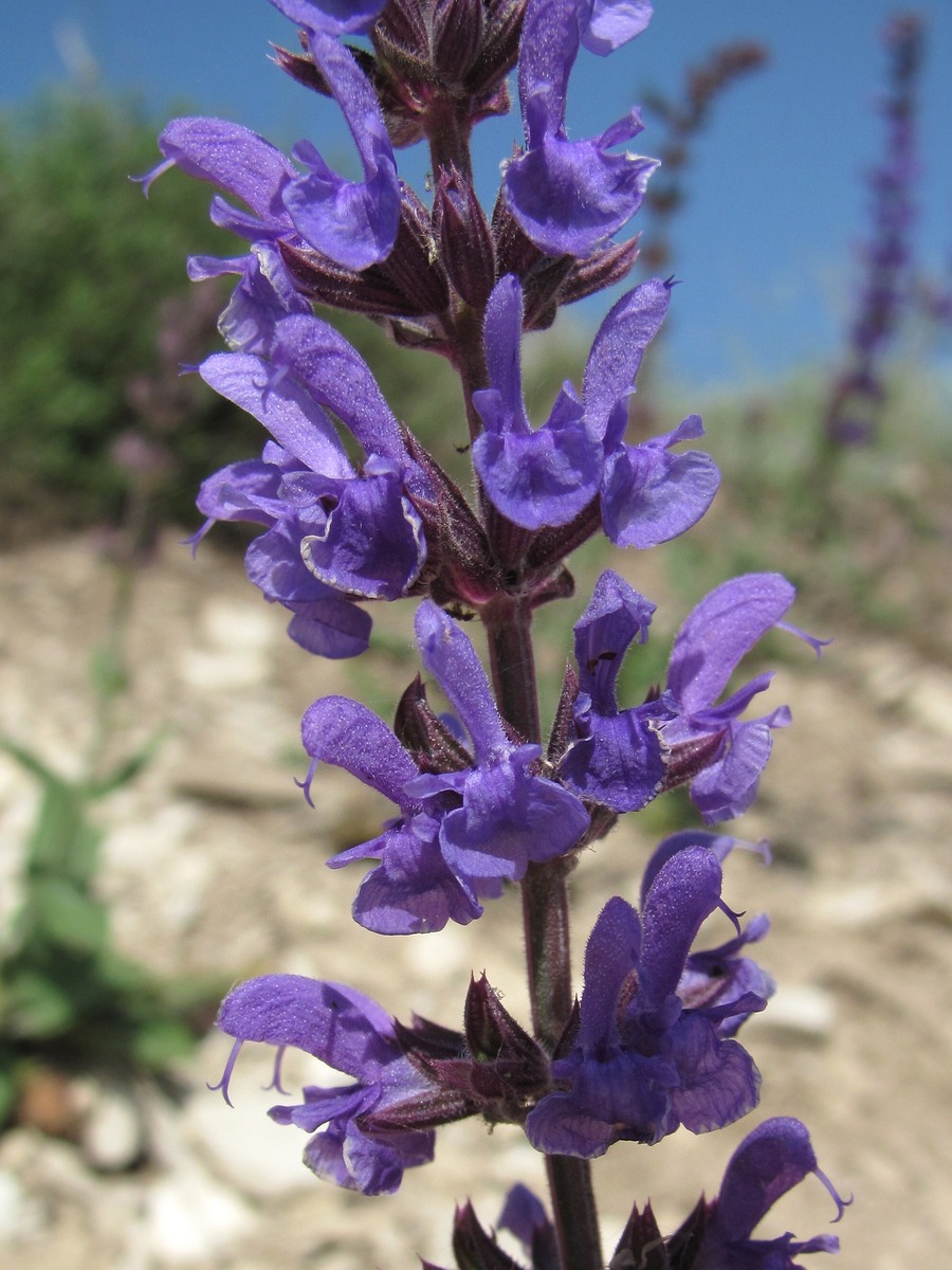 Image of Salvia tesquicola specimen.