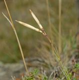 Dianthus acicularis. Верхушка побега с плодами. Башкортостан, Учалинский р-н, Ильчигуловский сельсовет, окр. дер. Мулдашево, хр. Нурали, скальник, ≈ 700 м н.у.м. 7 сентября 2018 г.