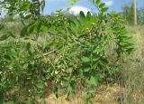 Robinia pseudoacacia. Верхушка ветви с распускающимися соцветиями. Дагестан, Кумторкалинский р-н, окр. бархана Сарыкум. 06.05.2018.
