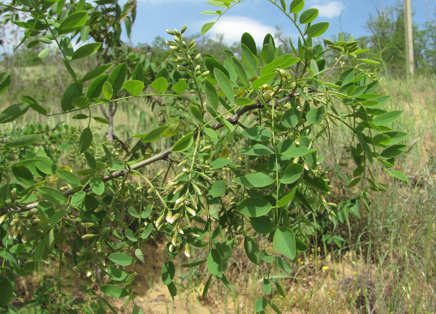 Image of Robinia pseudoacacia specimen.