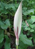 Arum amoenum