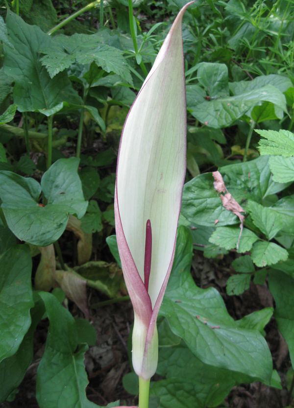 Image of Arum amoenum specimen.