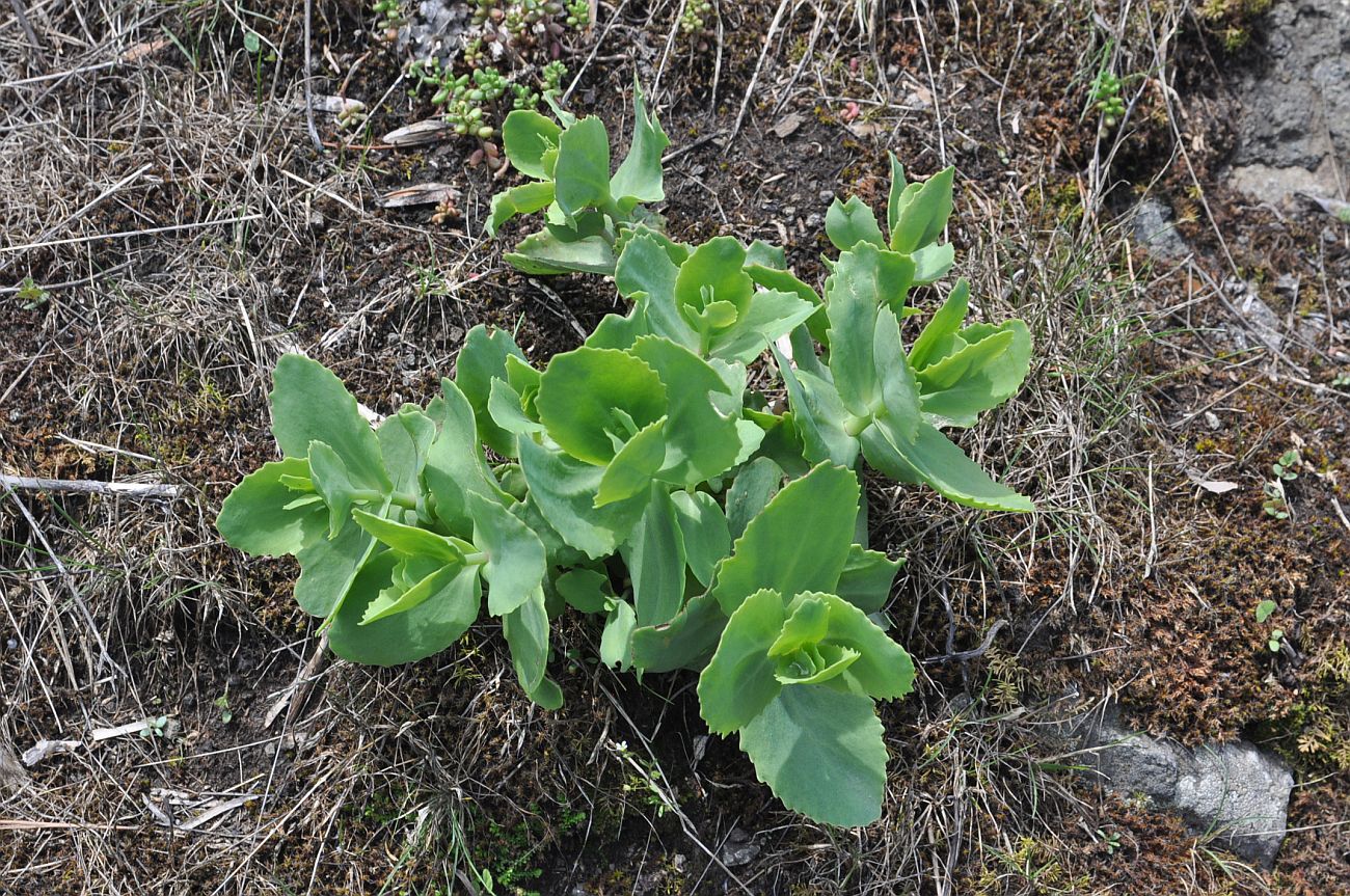 Image of Hylotelephium caucasicum specimen.