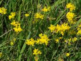 Lotus corniculatus. Верхушки побегов с соцветиями среди листьев злаков. Иркутская обл., Усольский р-н, долина р. Китой, луг, обочина грунтовой дороги. 14.07.2018.