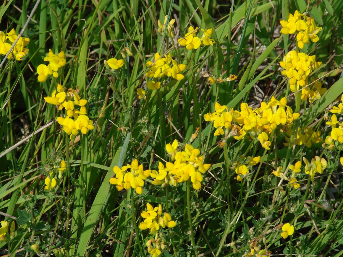 Изображение особи Lotus corniculatus.