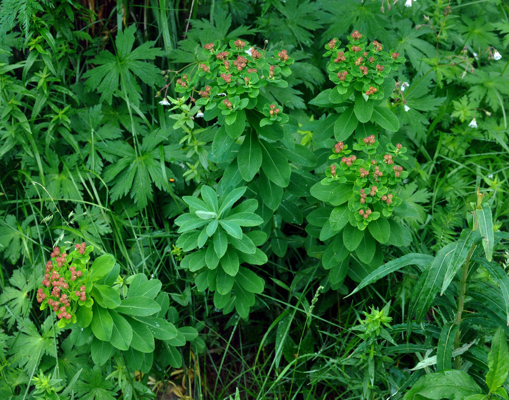 Image of Euphorbia pilosa specimen.