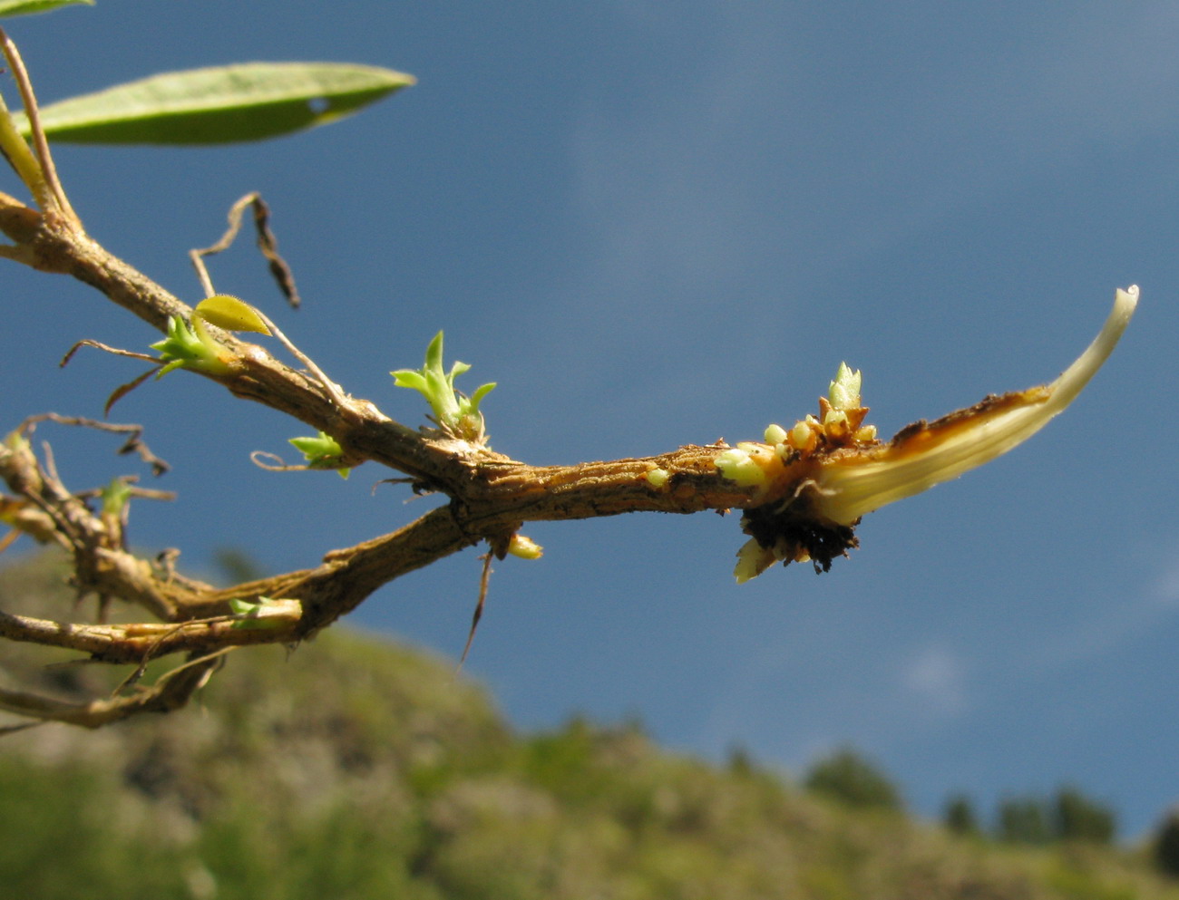 Image of Silene stylosa specimen.