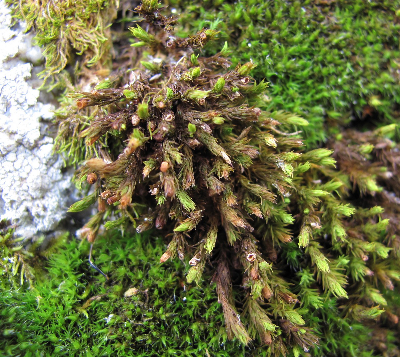 Image of class Bryopsida specimen.