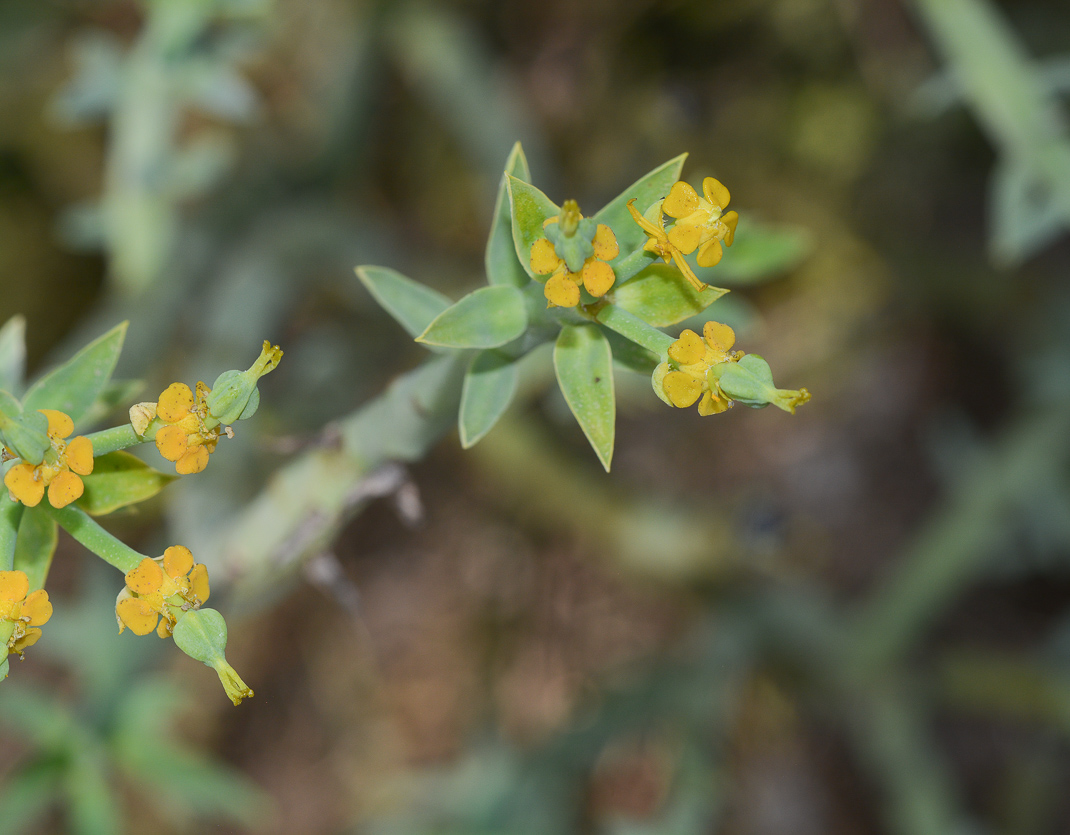 Изображение особи Euphorbia mauritanica.