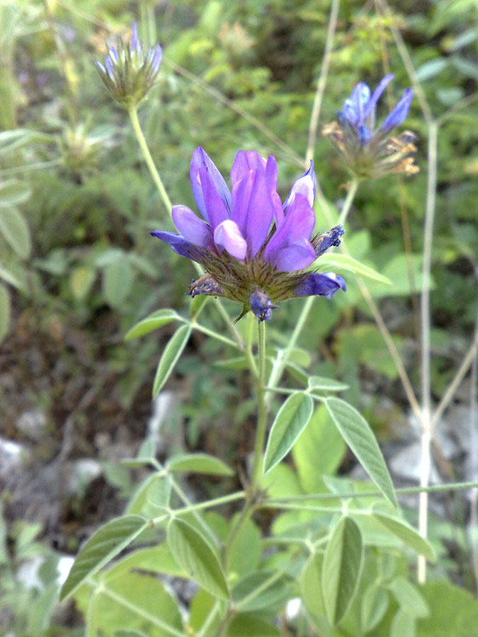 Image of Psoralea bituminosa ssp. pontica specimen.