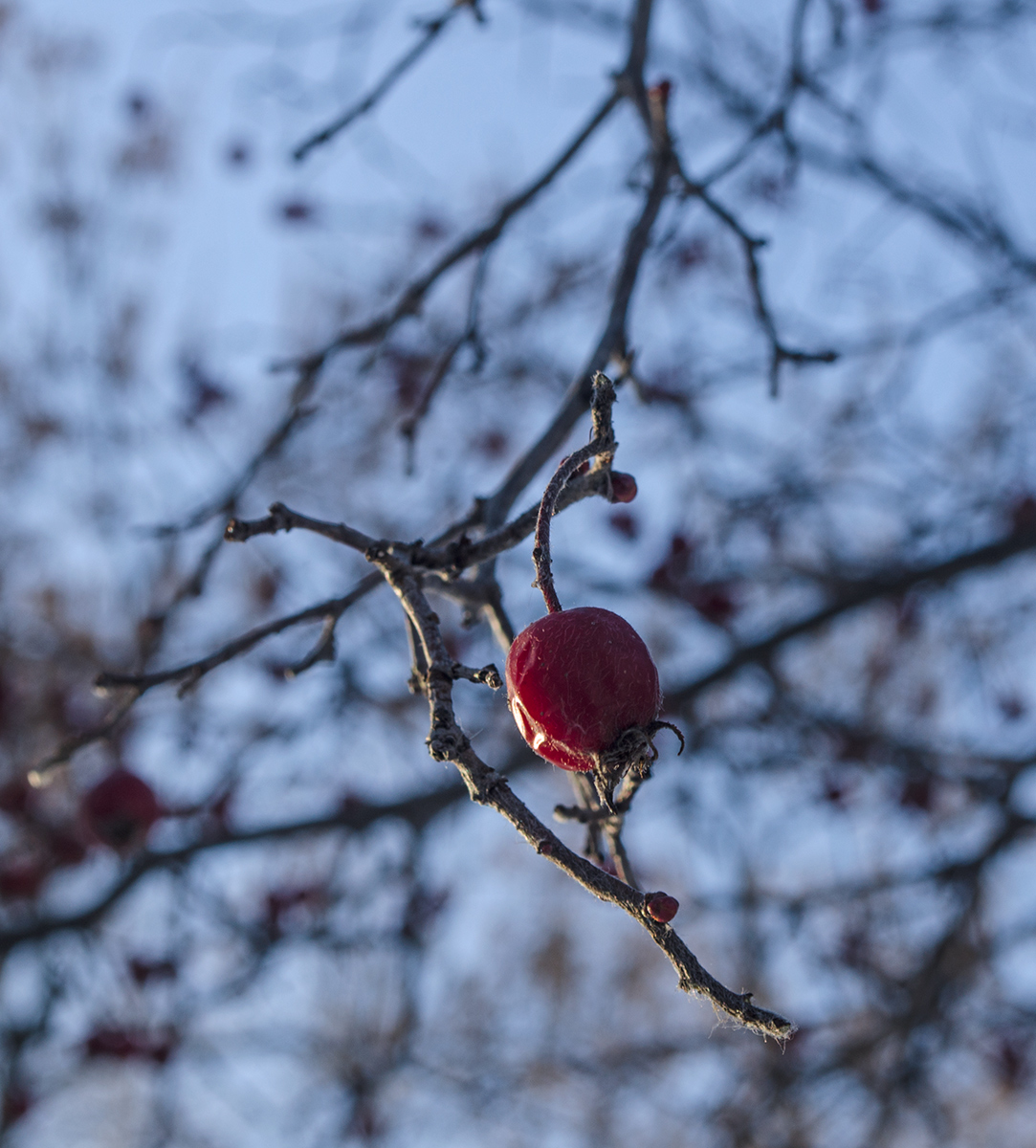 Изображение особи род Crataegus.