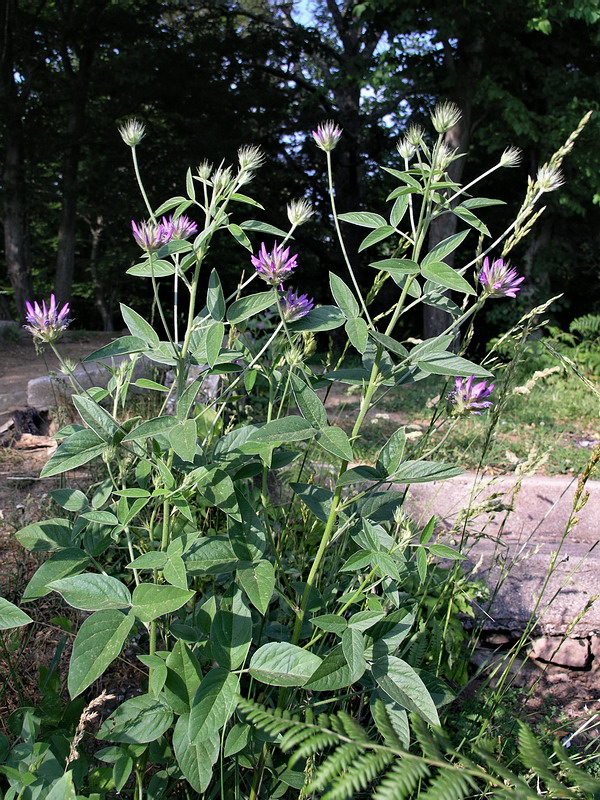 Изображение особи Psoralea bituminosa ssp. pontica.