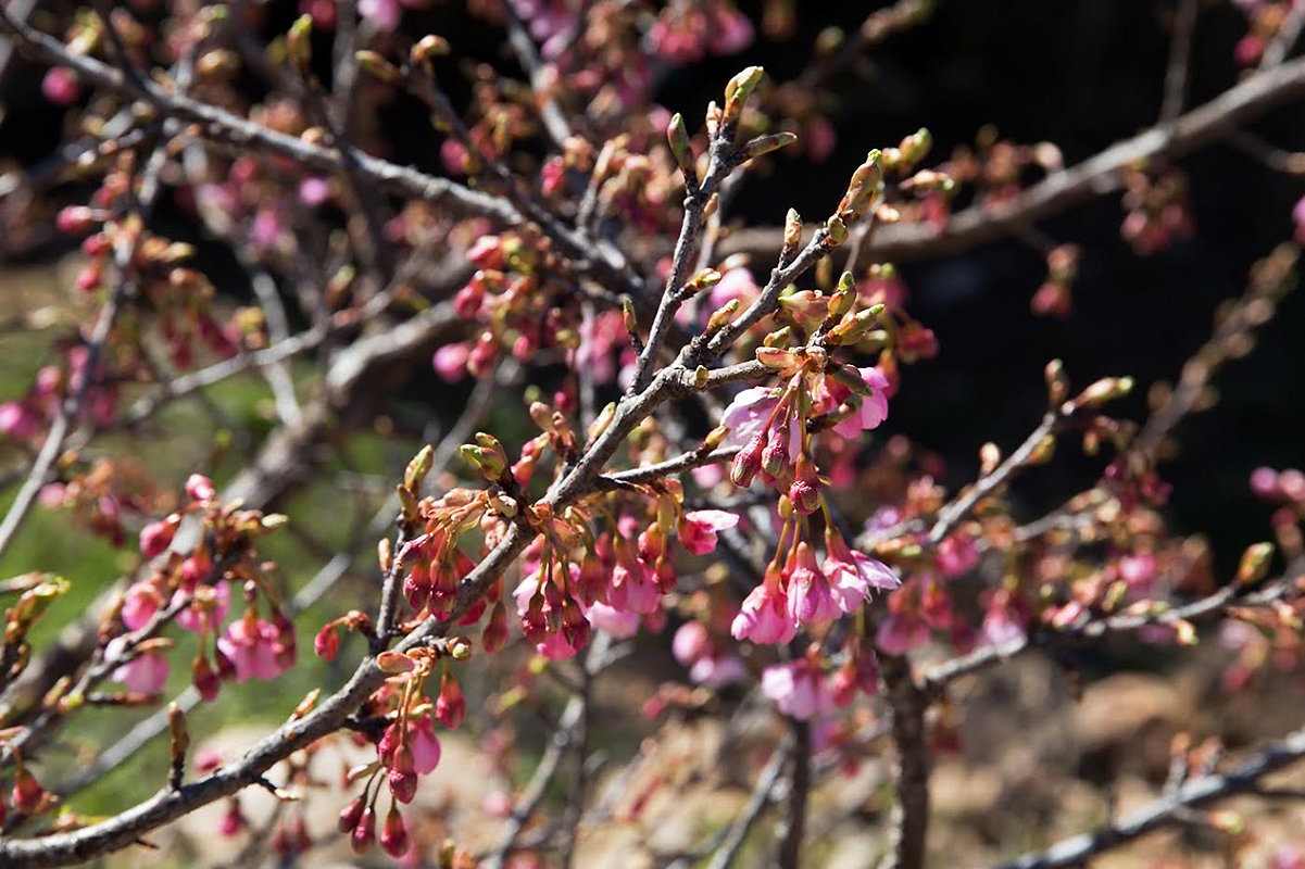 Изображение особи семейство Rosaceae.