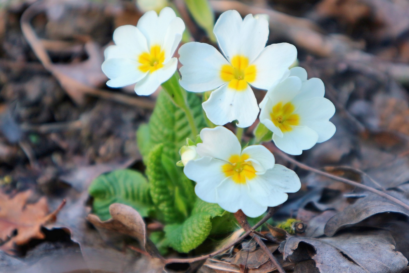 Изображение особи Primula vulgaris.