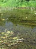 Myriophyllum sibiricum