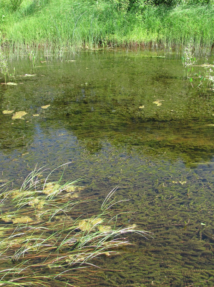 Image of Myriophyllum sibiricum specimen.