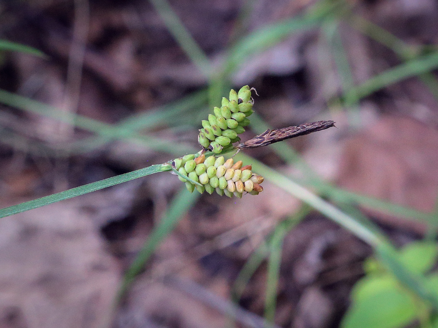 Изображение особи Carex cespitosa.