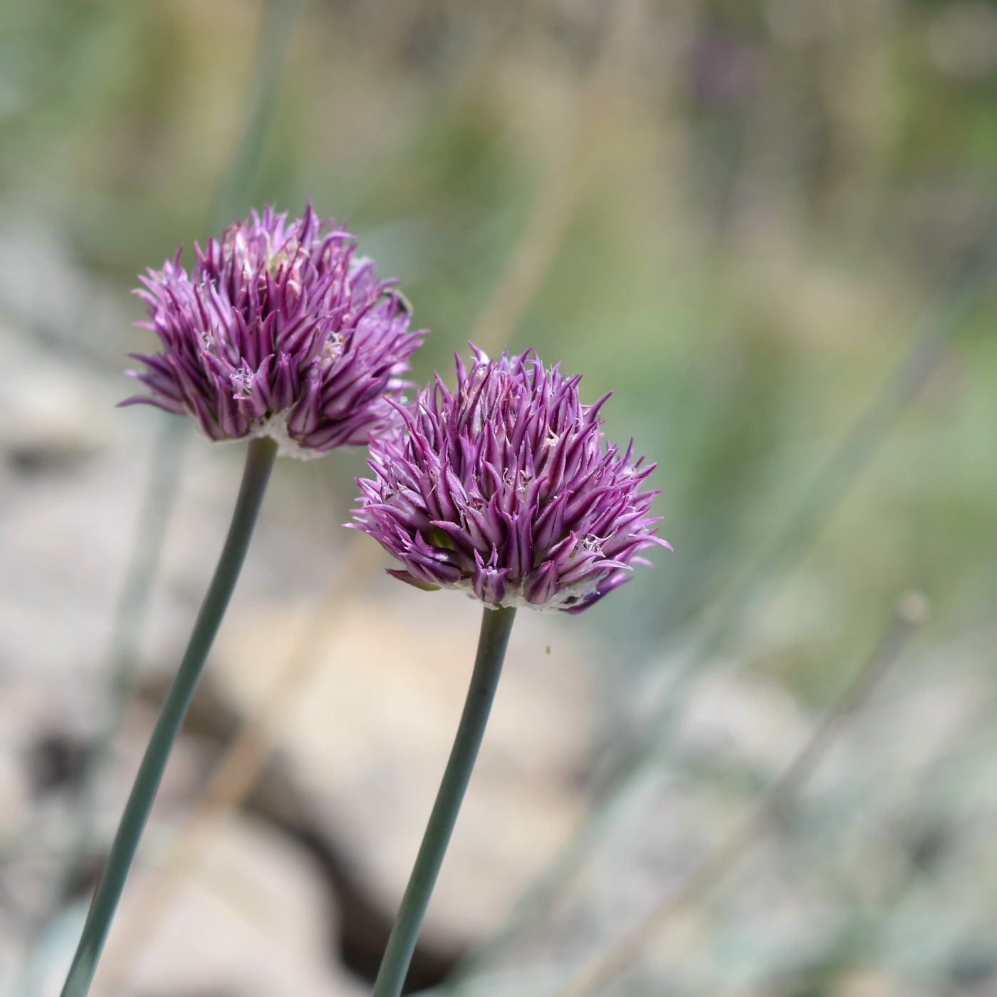 Изображение особи Allium nathaliae.