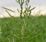 Image of taxon representative. Author is Роман Павленко