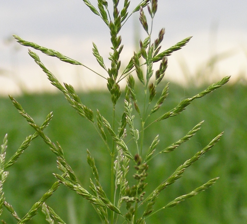 Image of genus Poa specimen.