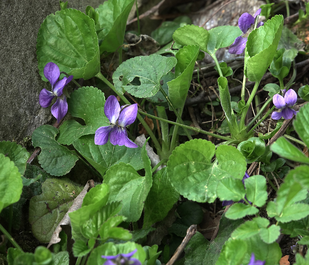 Изображение особи Viola odorata.