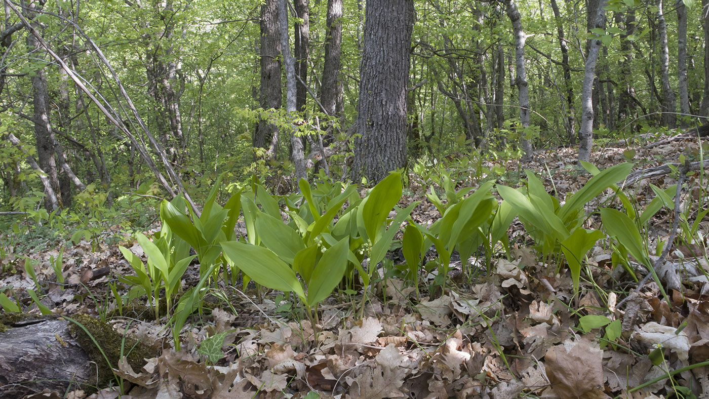 Image of Convallaria majalis specimen.