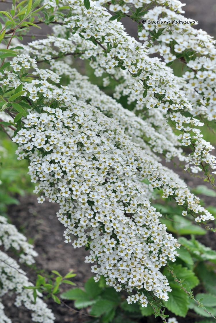 Image of Spiraea &times; cinerea specimen.