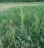 Verbascum lychnitis