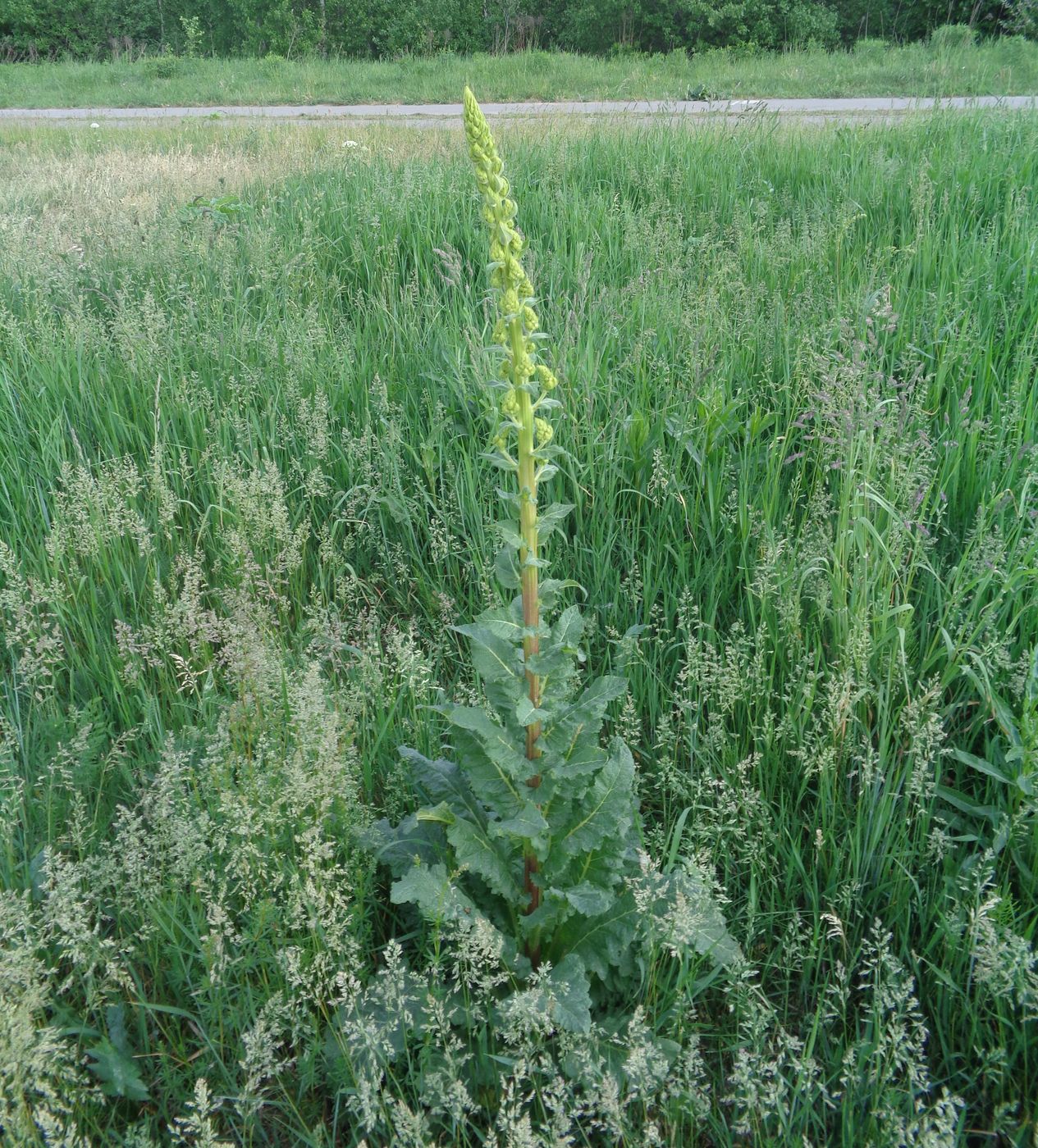 Изображение особи Verbascum lychnitis.