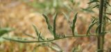 Centaurea adpressa. Лист. Республика Дагестан, бархан Сарыкум, заросшие пески. 30.05.2019.