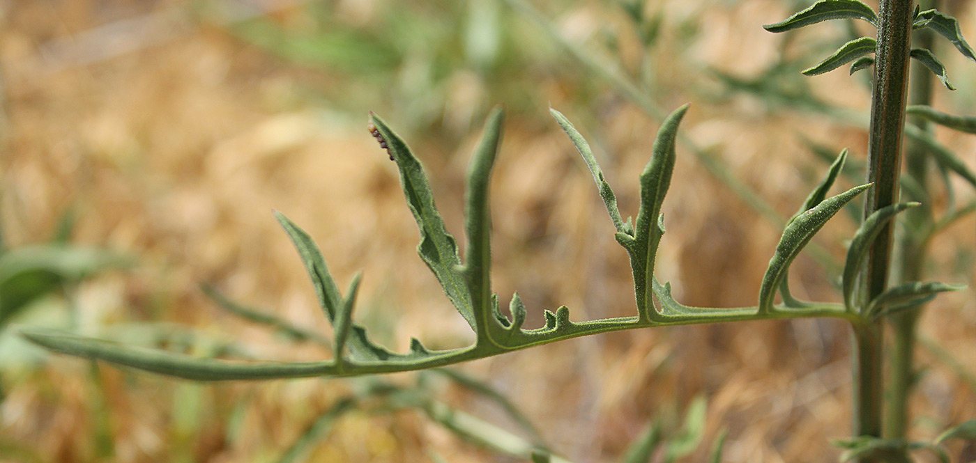 Image of Centaurea adpressa specimen.