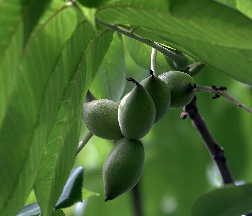 Image of Juglans mandshurica specimen.