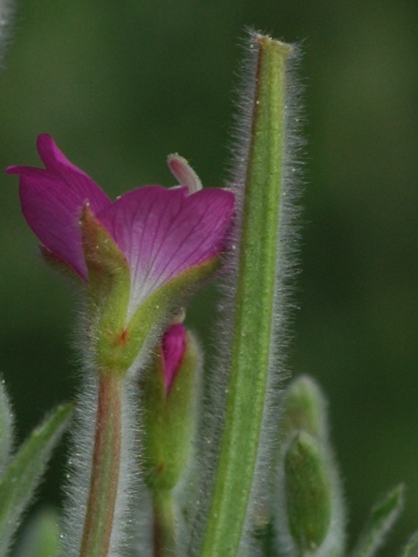 Image of Epilobium villosum specimen.