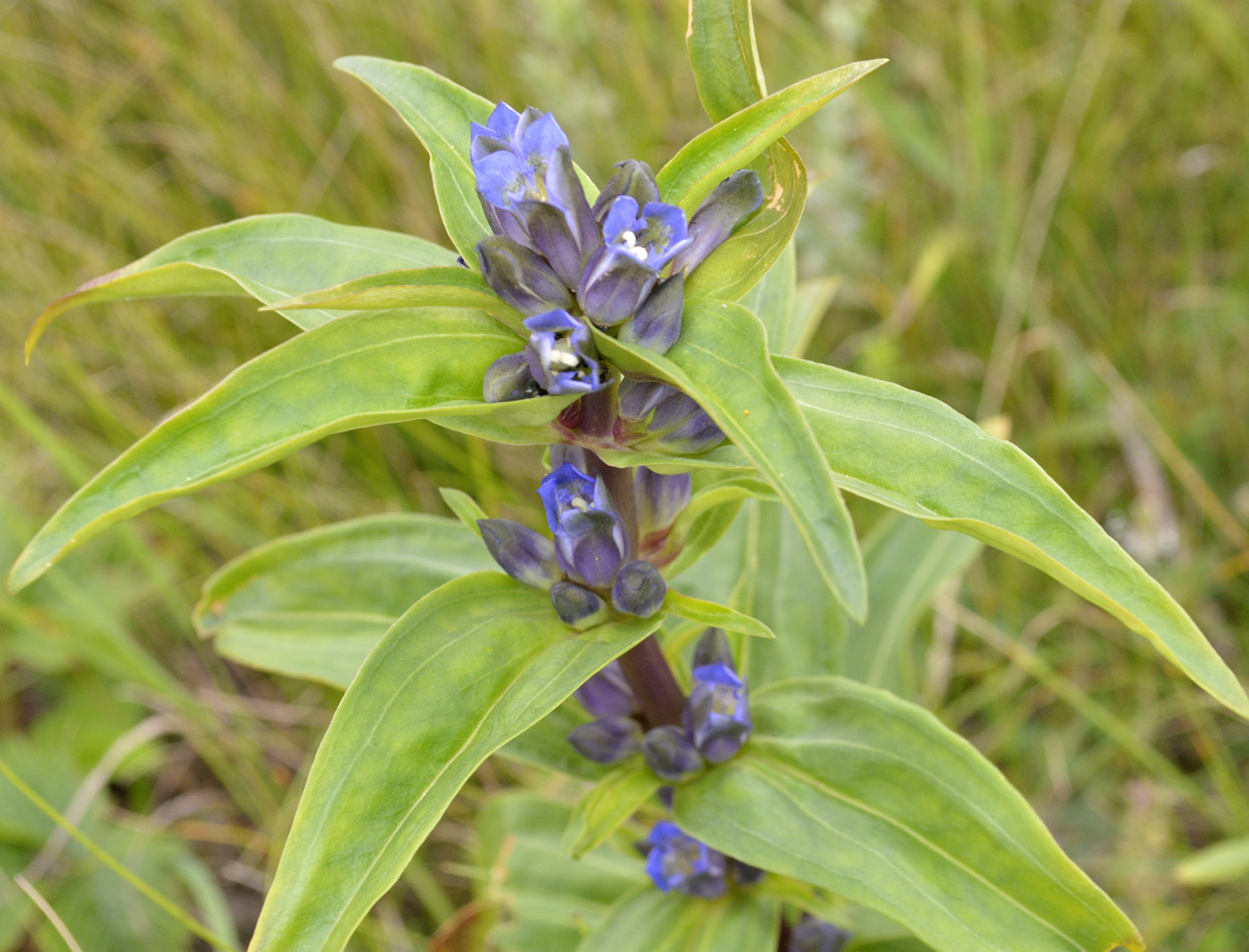 Изображение особи Gentiana cruciata.