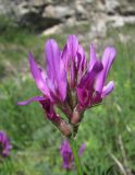 Astragalus onobrychis. Соцветие. Дагестан, Левашинский р-н, окр. с. Леваши, ок. 1400 м н.у.м., луг. 09.06.2019.