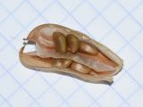 Astragalus boeticus. Вскрытый недозревший плод. Израиль, Шарон, г. Герцлия, старые приморские дюны. 29.04.2019.