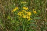 Senecio sarracenicus