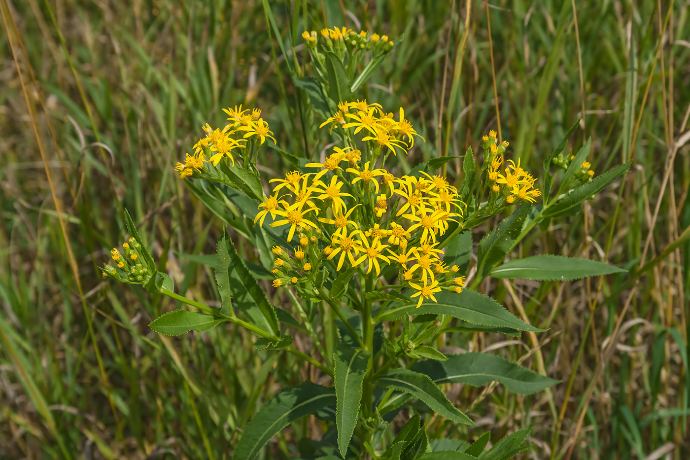 Изображение особи Senecio sarracenicus.