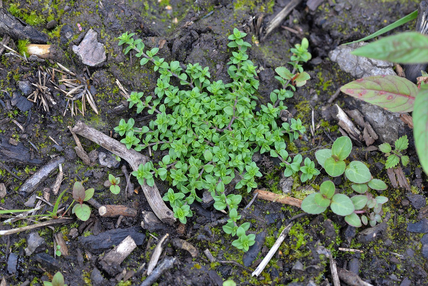 Image of Arenaria serpyllifolia specimen.