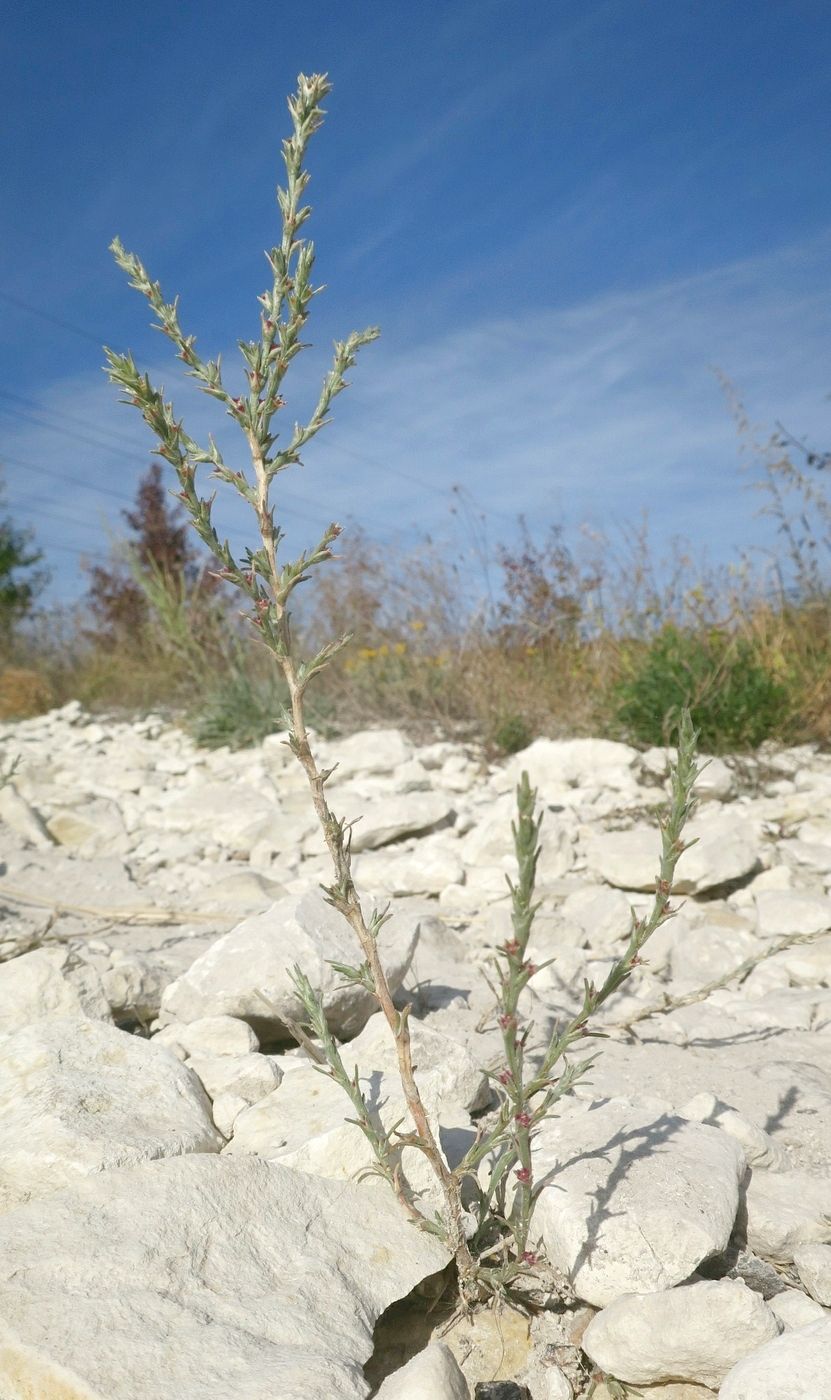 Image of Salsola tamariscina specimen.