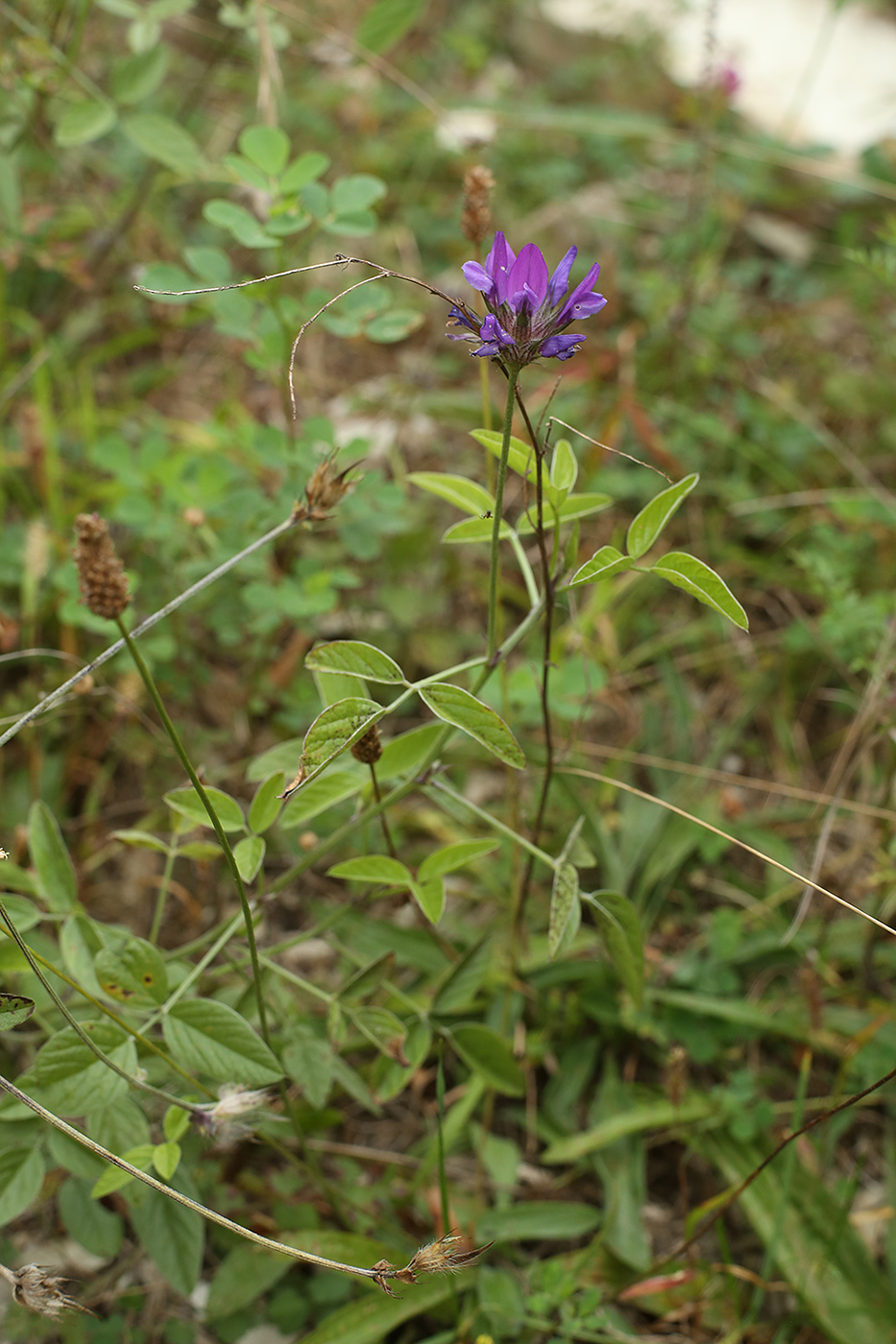 Image of Psoralea bituminosa ssp. pontica specimen.