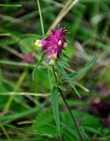 Melampyrum cristatum