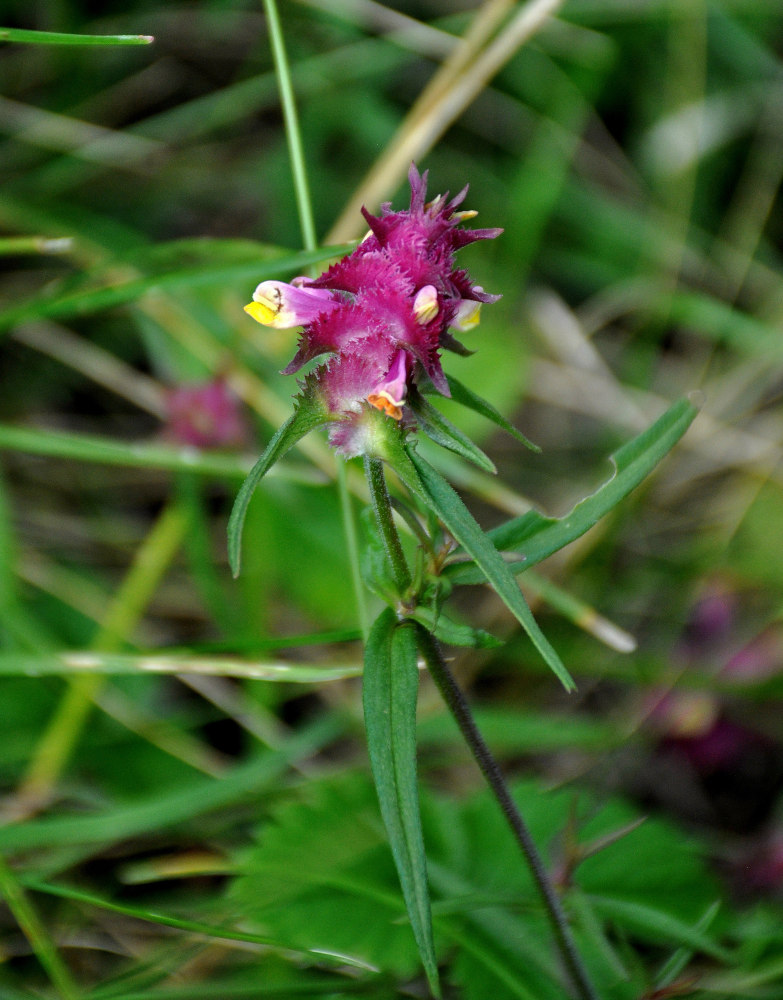 Image of Melampyrum cristatum specimen.