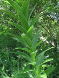 Lilium monadelphum