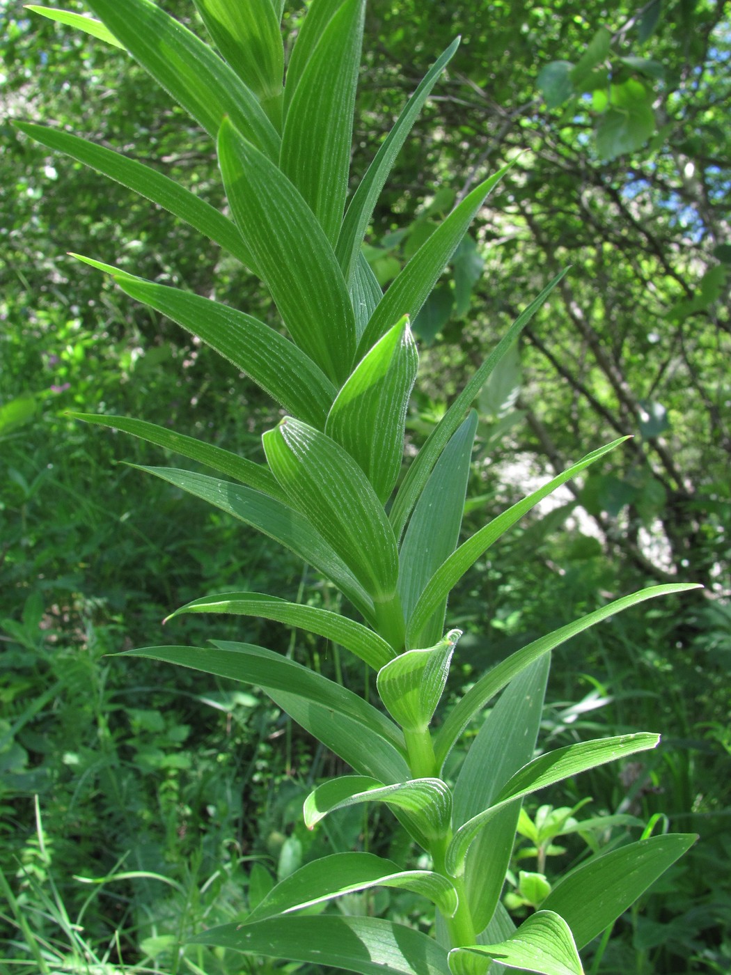 Image of Lilium monadelphum specimen.