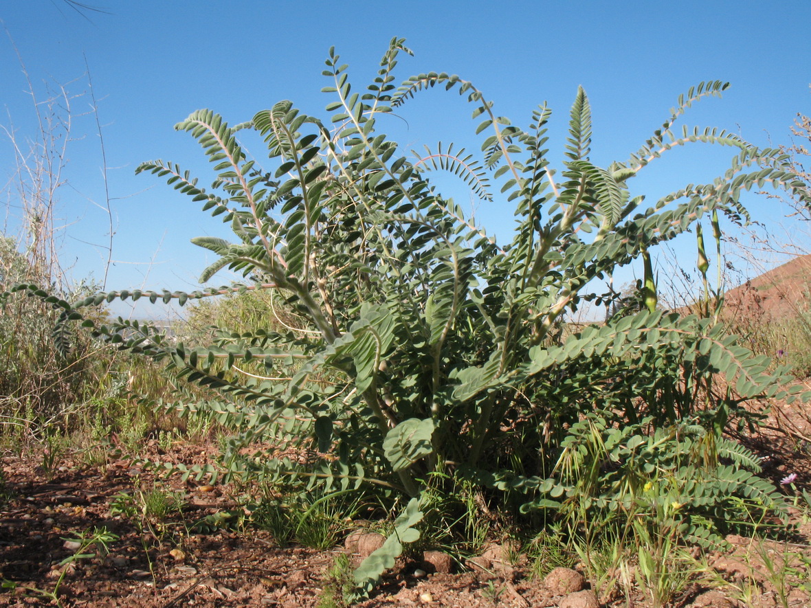 Image of Astragalus alopecias specimen.