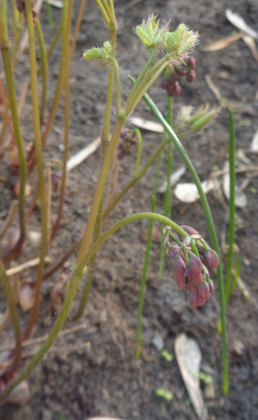 Изображение особи Epimedium rubrum.